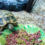 Happy Pet Voerbak Green Leaf Groen