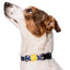 Morso Halsband Hond Gerecycled Color Invaders Paars