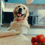 Morso Halsband Hond Gerecycled Bubble Leo Roze